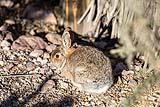 Cottontail Rabbit BdA 2022
